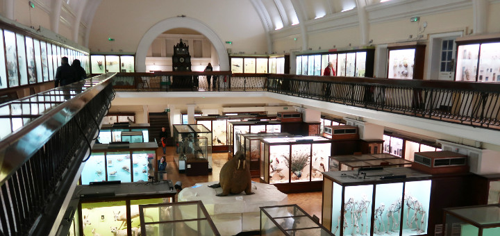 ホーニマンミュージアムの展示室の一つ